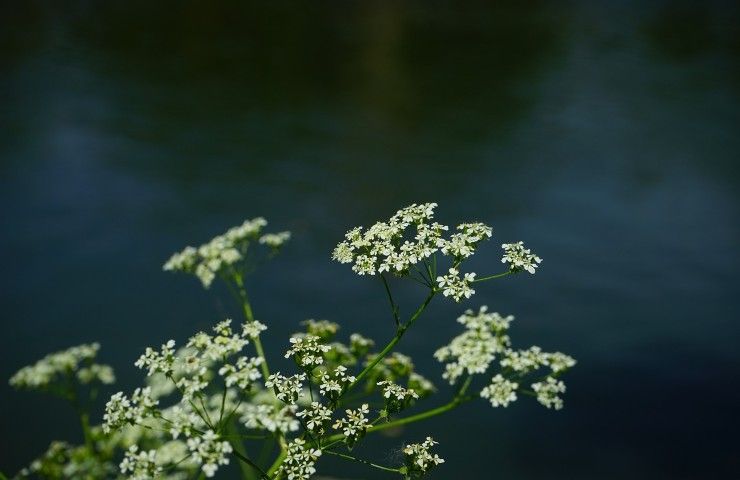 cicuta pianta acqua