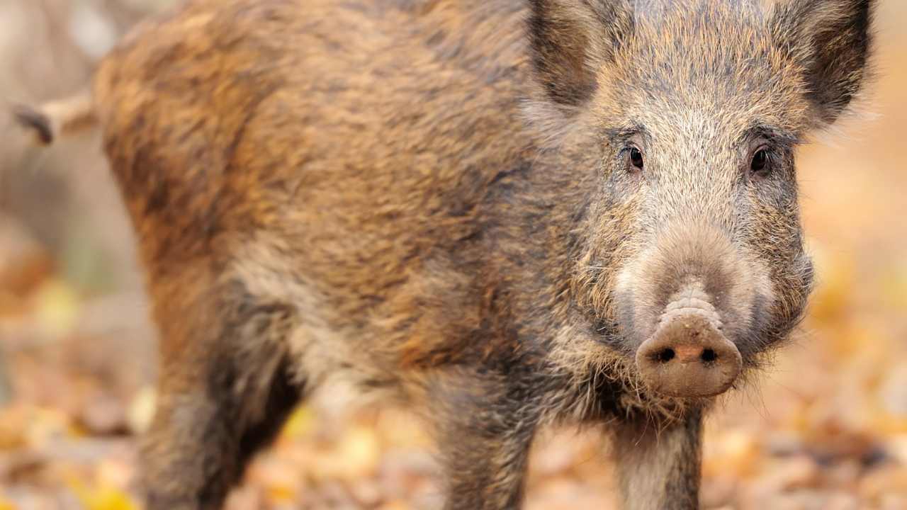 cosa c'è nel piano del governo per la fauna selvatica