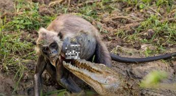 Il coccodrillo sferra il letale attacco, ma in suo aiuto arriva la famiglia