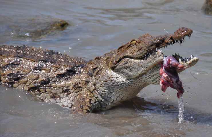 coccodrillo mangia lo gnu