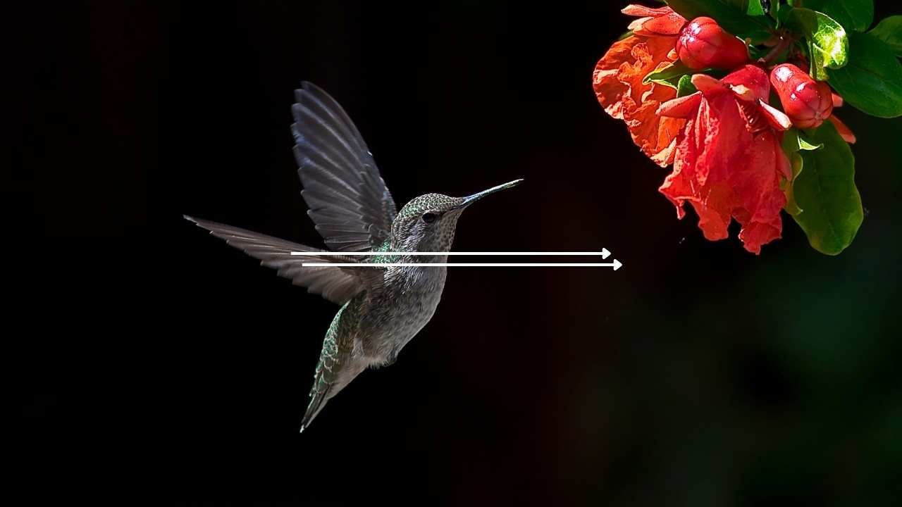 colibrì lunghezza e piume