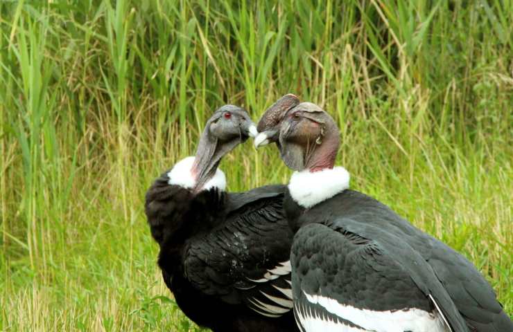 condor caratteristiche ed alimentazione