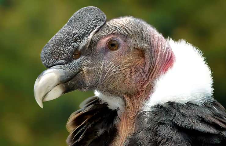 condor caratteristiche ed alimentazione