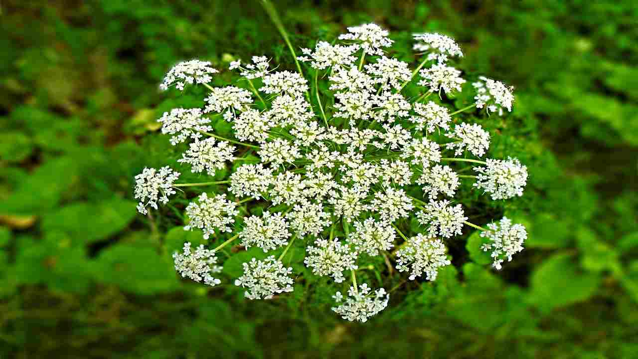 cicuta pianta fiori