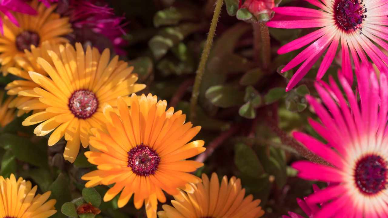 gerbera fiore