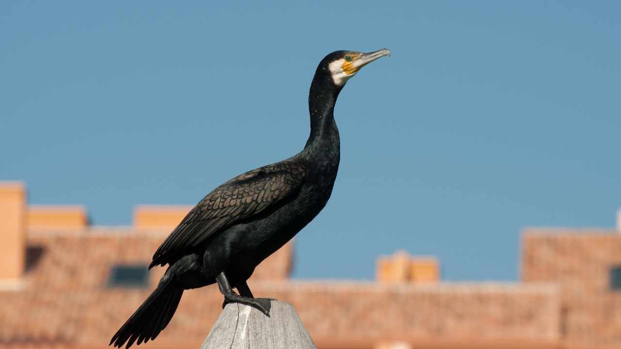 cormorano alimentazione habitat