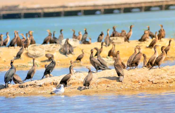 cormorano alimentazione habitat