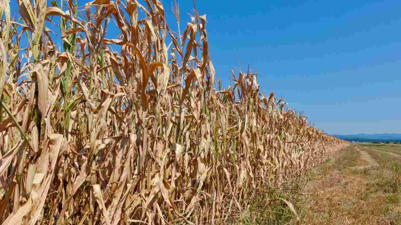 agricoltura siccità