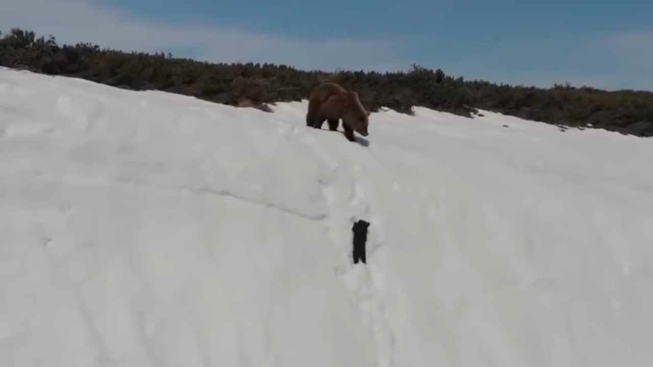 cucciolo risale la parete di neve