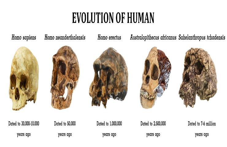 evoluzione specie umana importante scoperta resti