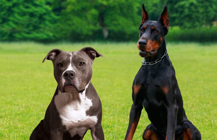 cane forza fisica maggiore