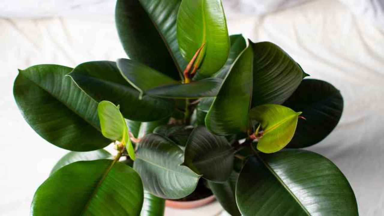 caratteristiche ficus elastica