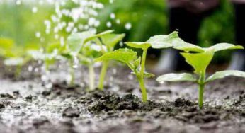 Innaffiare, il modo giusto per le tue piante