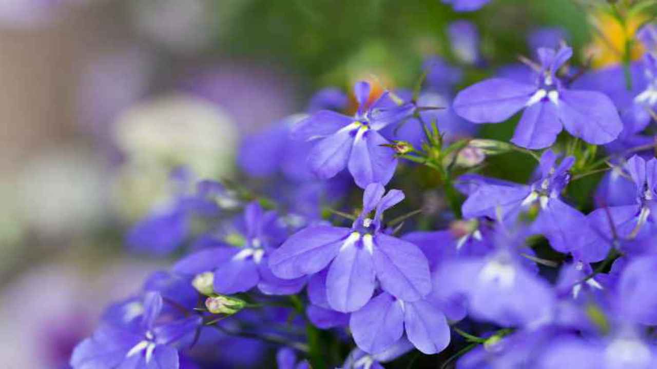 favorire fioritura lobelia