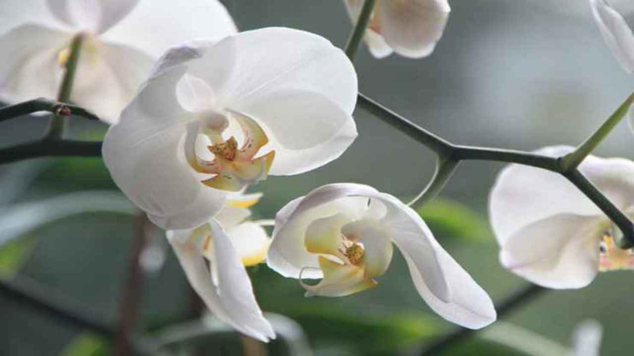 caratteristiche orchidea