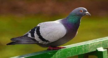 Piccioni un disturbo senza fine: non preoccupartene più. La soluzione