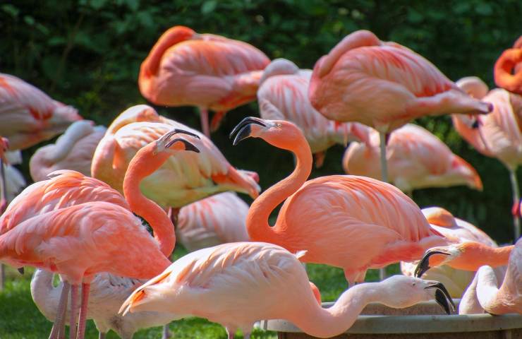 fenicotteri unici animali sopravvivenza lago Natron