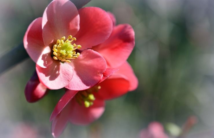 mela coltivazione fiore 