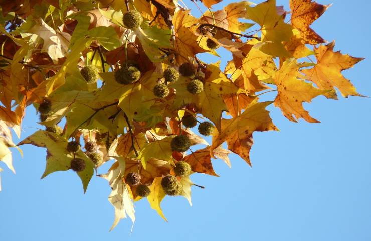 Platano autunno foglie 