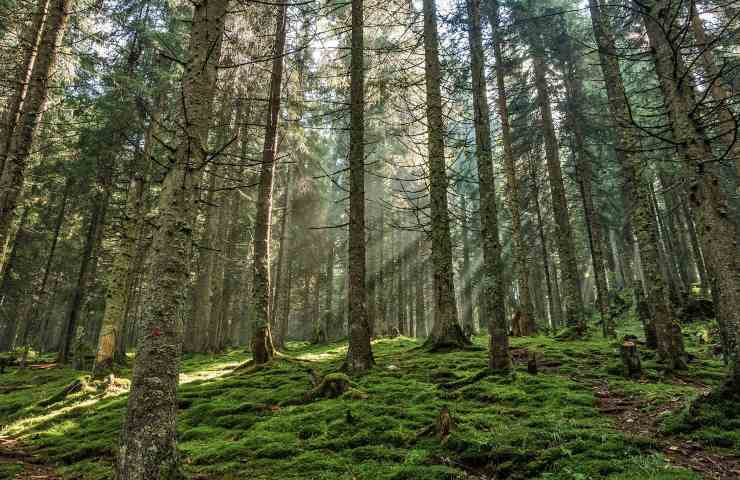 pino coltivazione foresta