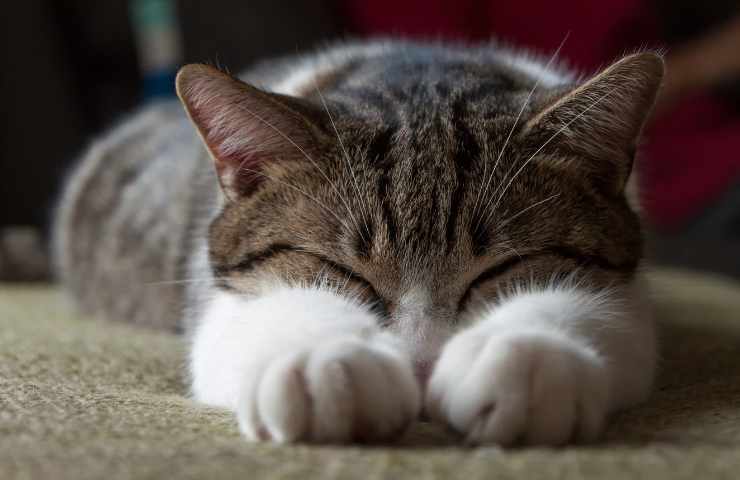 perchè il gatto mette il naso per terra