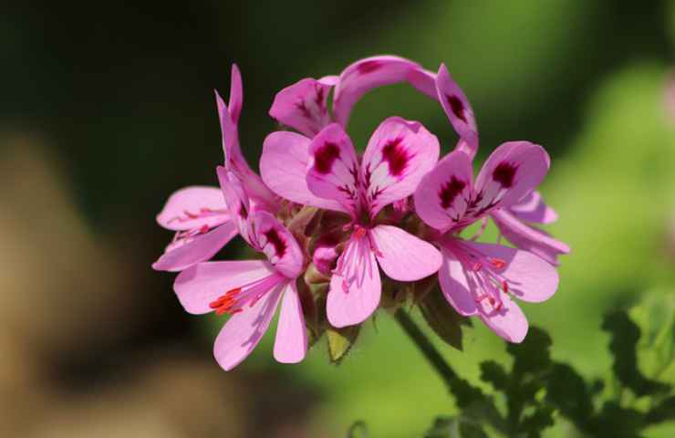 cura geranio pianta