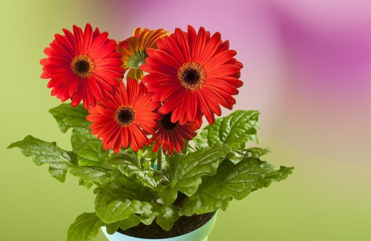 gerbera fiore