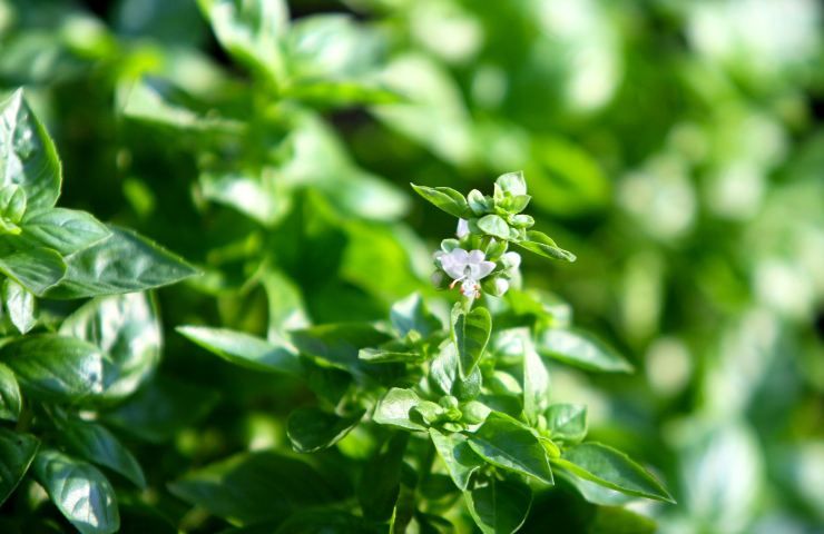 fiori del basilico