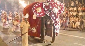 Morto tragicamente alla processione buddista: l’elefante è letteralmente impazzito
