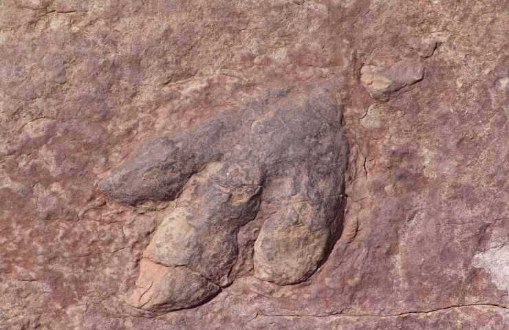 estinzione dinosauri prove raccolte dai resti fossili