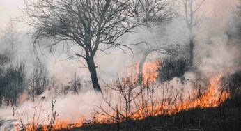 Palombaio incendio in 30 minuti ha distrutto l’oasi della Biodiversità 3Bee: 10 gli anni per ricostruirla