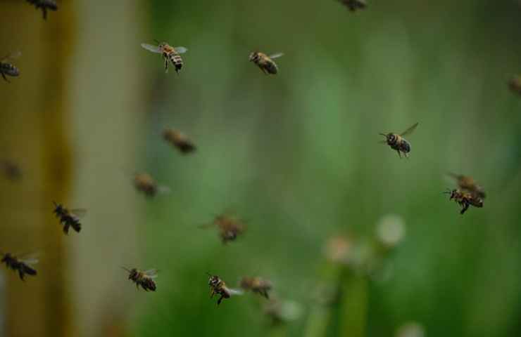 rimedi riduzione api