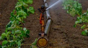 Risparmia acqua in giardino: le soluzioni alle quali non hai mai pensato