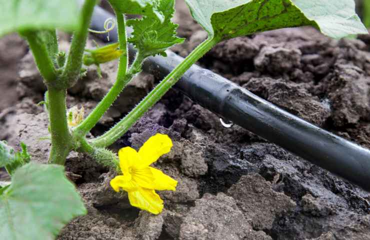 irrigazione goccia piante