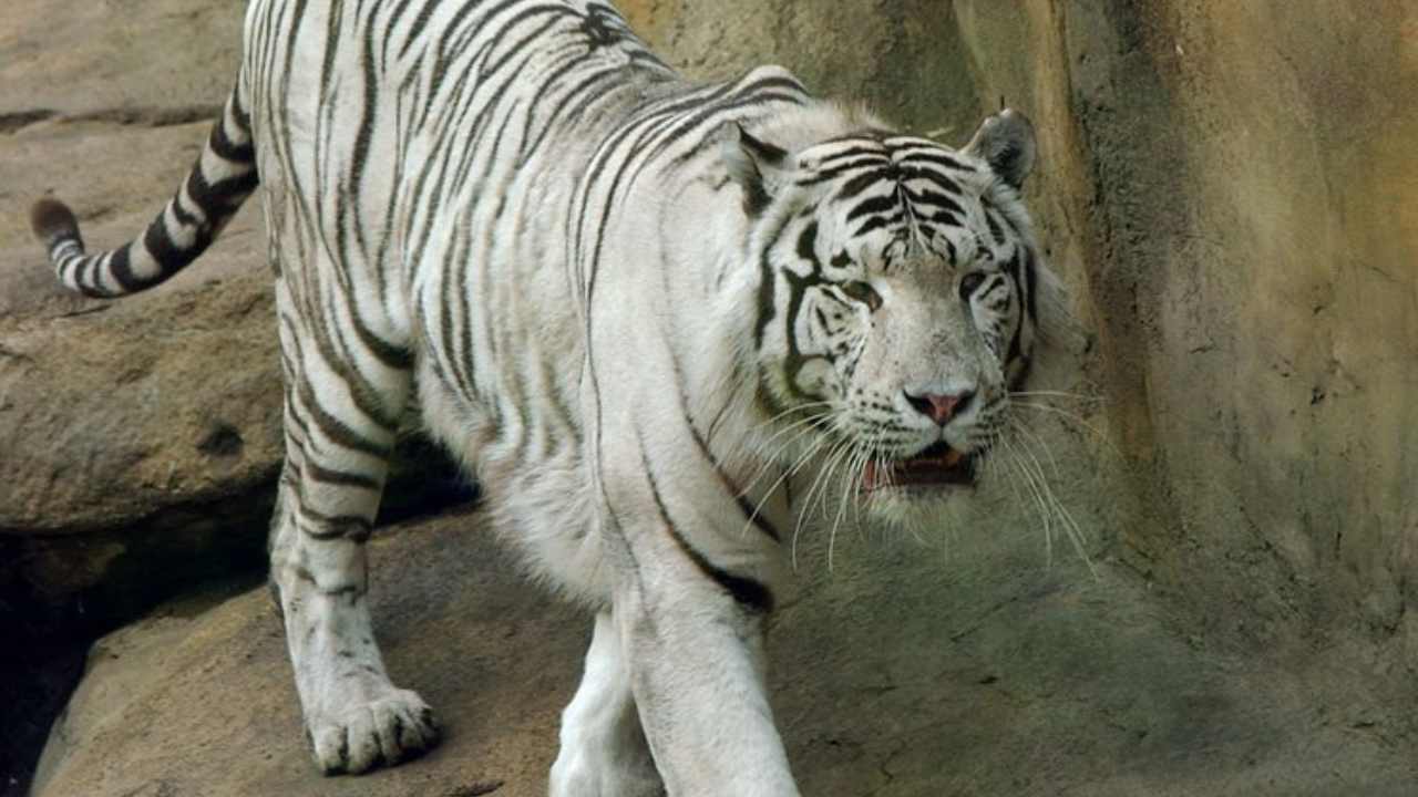 tigre bianca zoo
