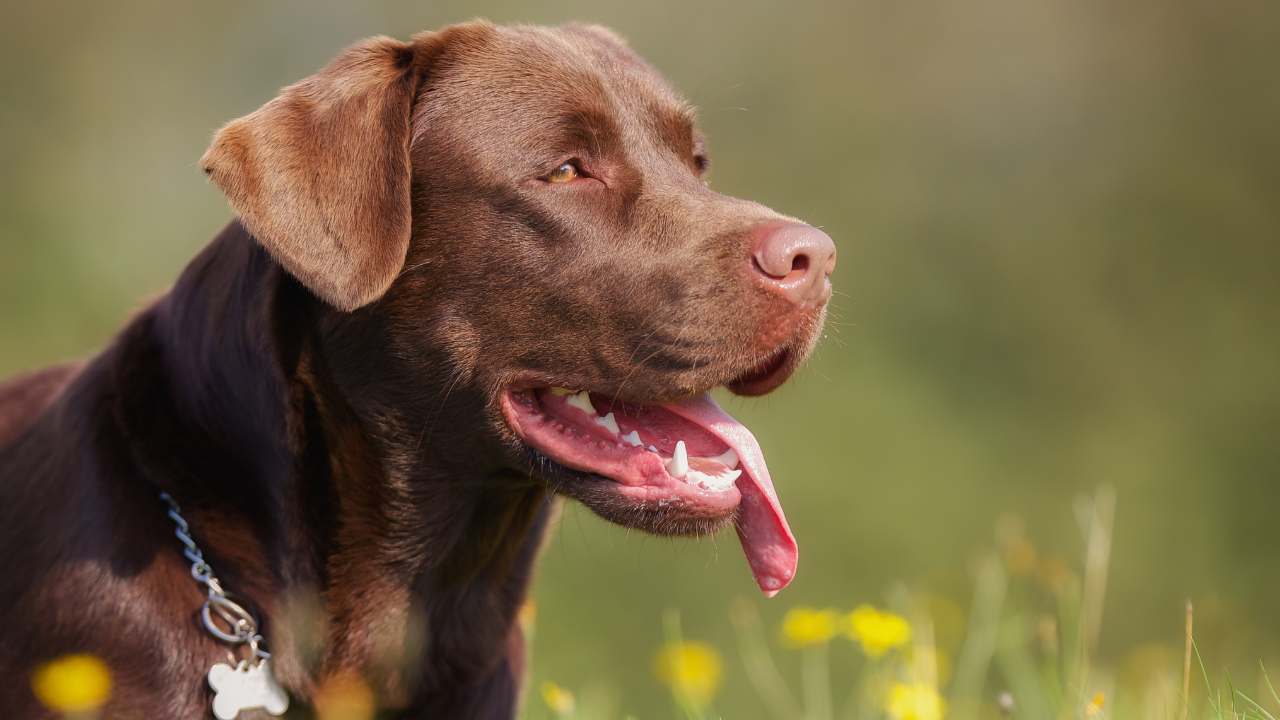 cane eroe ferma detenuto