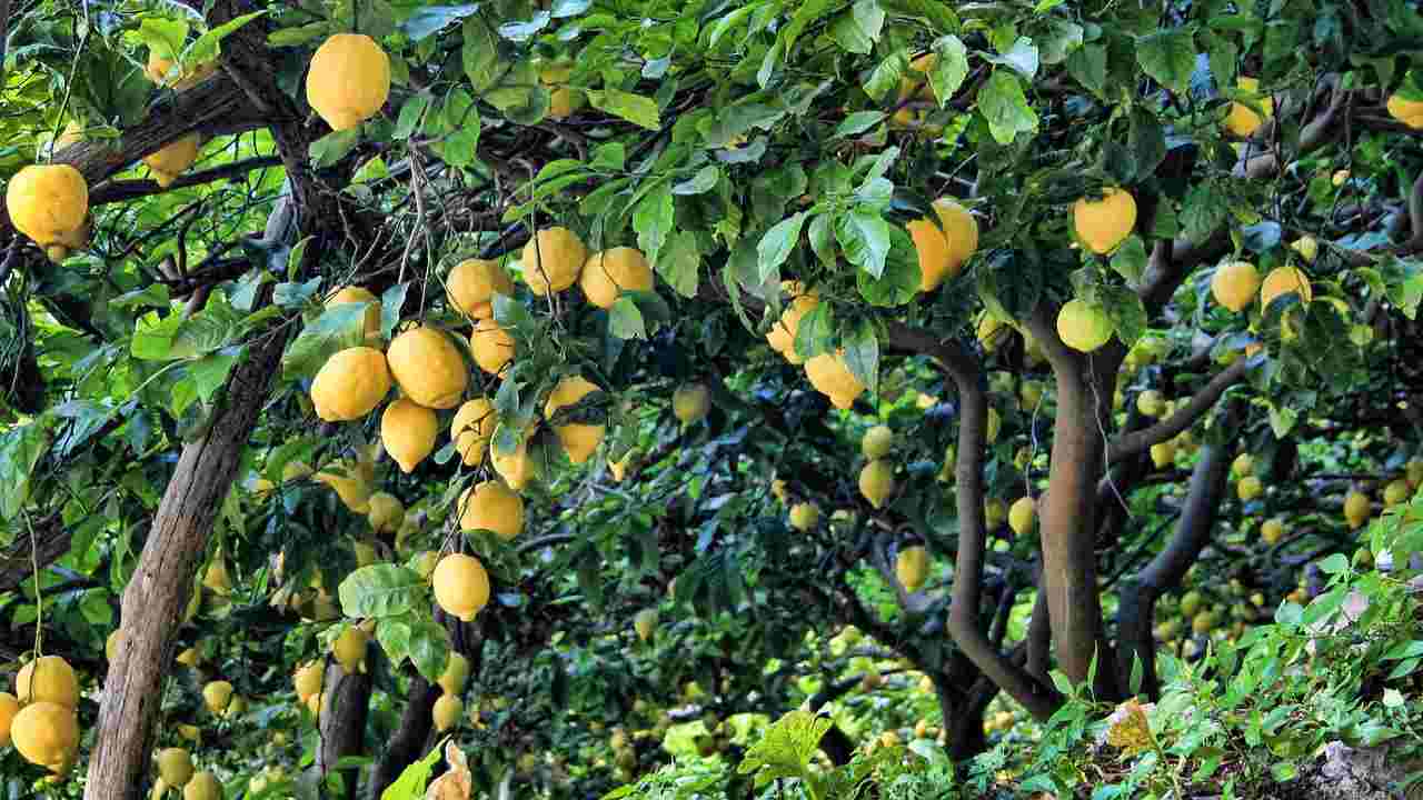 limone parassiti frutti