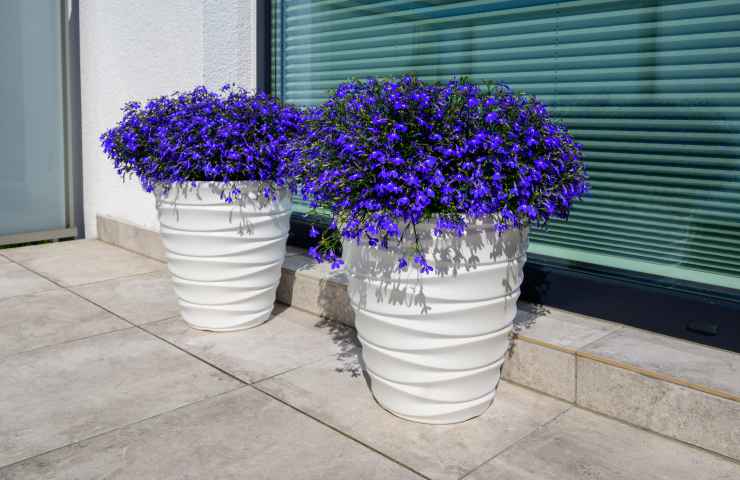 cura lobelia vaso