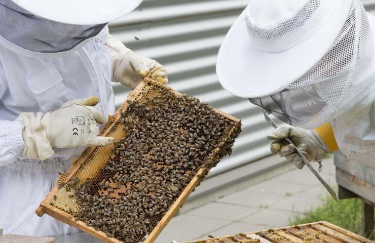 contenimento peste api