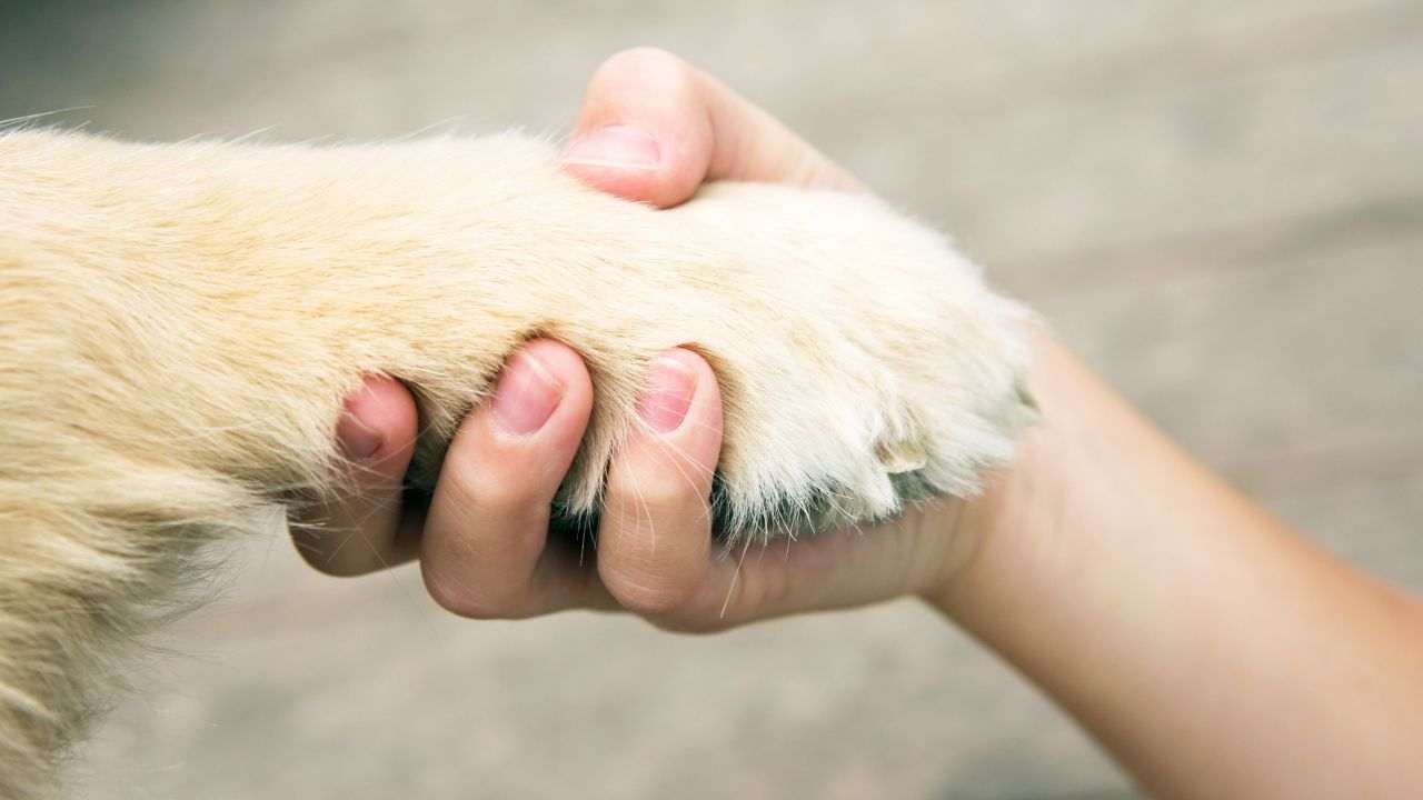 bambino protegge cane temporale 