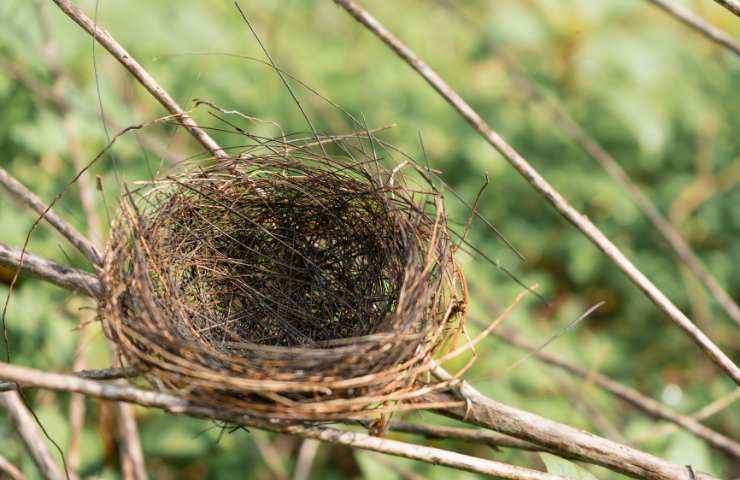 nido di uccelli