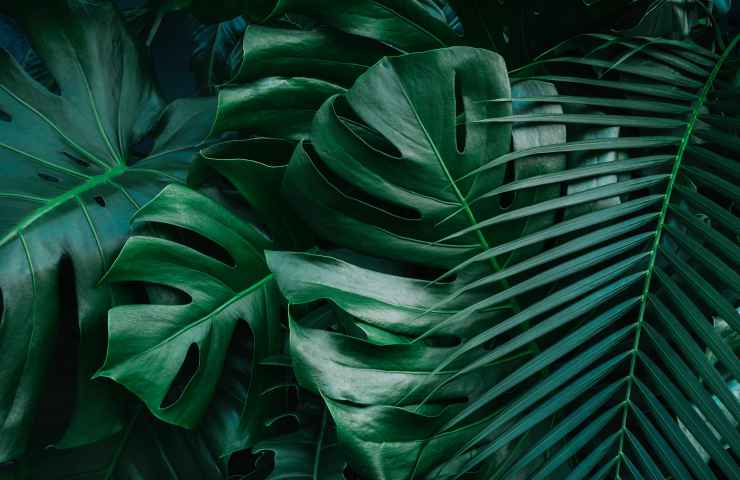 cura pianta monstera