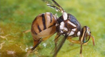 Moscerini, un eterno fastidio nelle case: non preoccupartene più, fai così