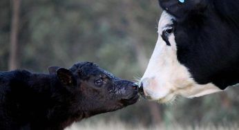 Il metodo agghiacciante con il quale si tenta di far produrre più latte alle mucche