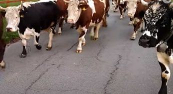 Blocca il traffico: automobilisti fermi attendono l’arrivo della polizia – VIDEO