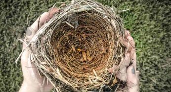 Vendita illegale di uccellini: cosa sta accadendo