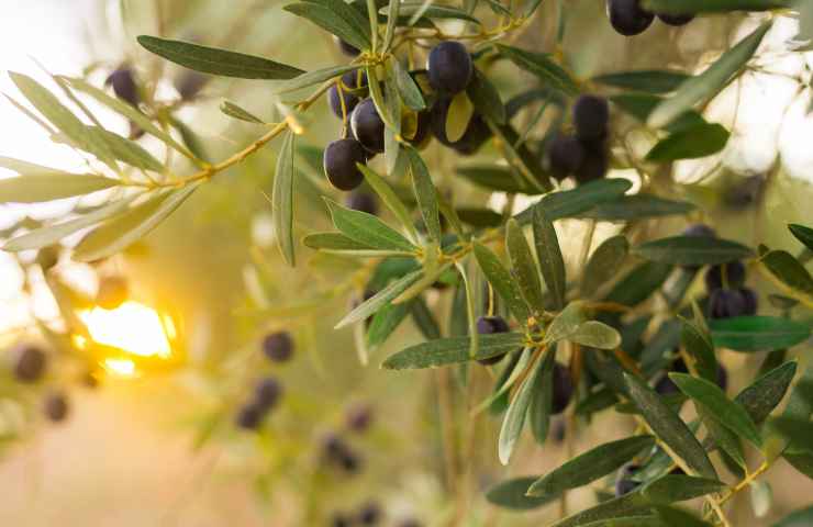 trappole mosche olivo