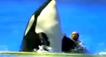L’orca impazzisce e attacca l’addestratore: immagini forti