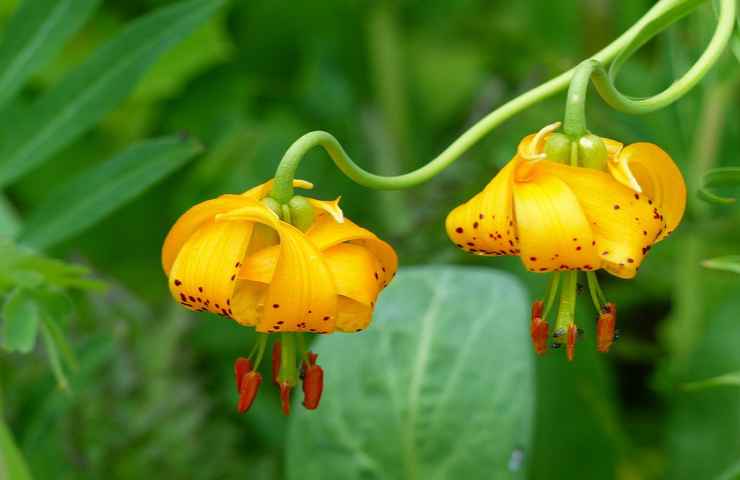 posizione migliore orchidea