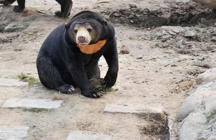 orso del sole ritrovamento